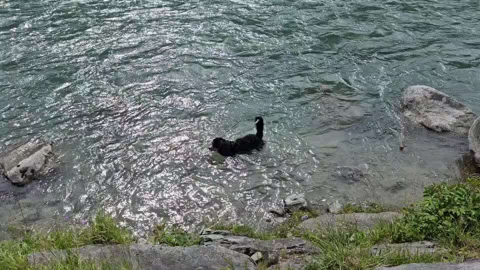 Berner Sennen-Beitrag-Bild