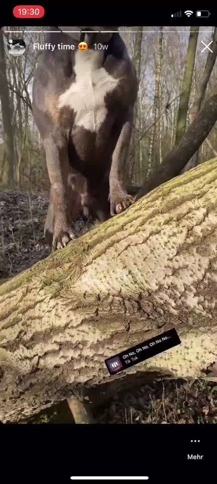 Hier ist der Spaßthread. Zum Schmunzeln und Kaputtlachen-Beitrag-Bild