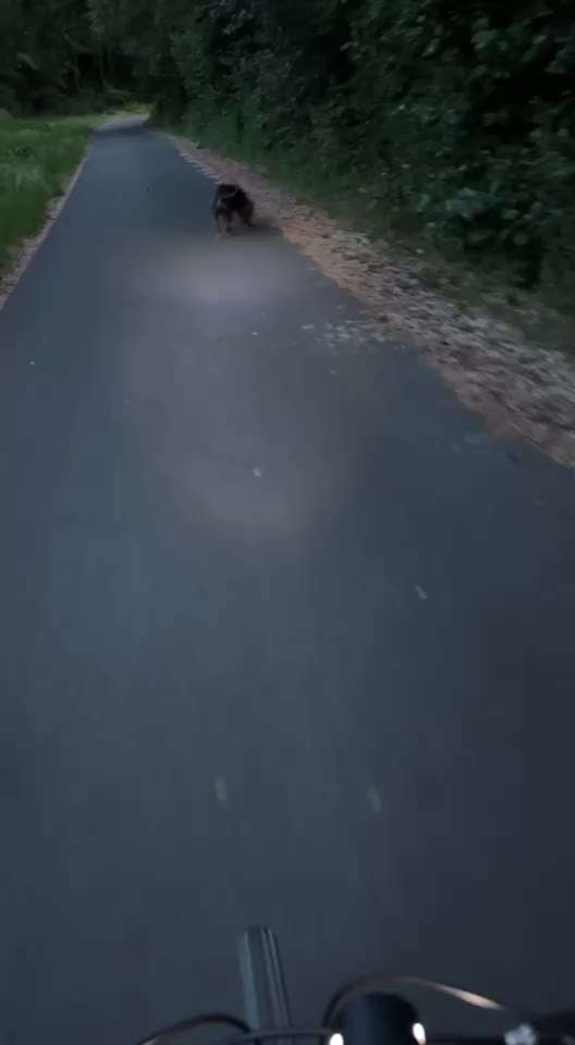 Radfahren mit Hund-Beitrag-Bild