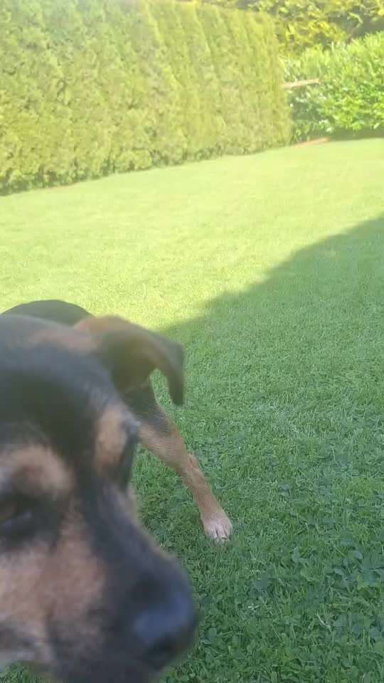 aktuelles Foto Gruppe Hunde aus dem Tierschutz