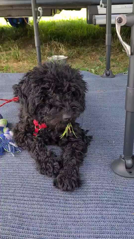 Alles rund um den Pudel-Beitrag-Bild