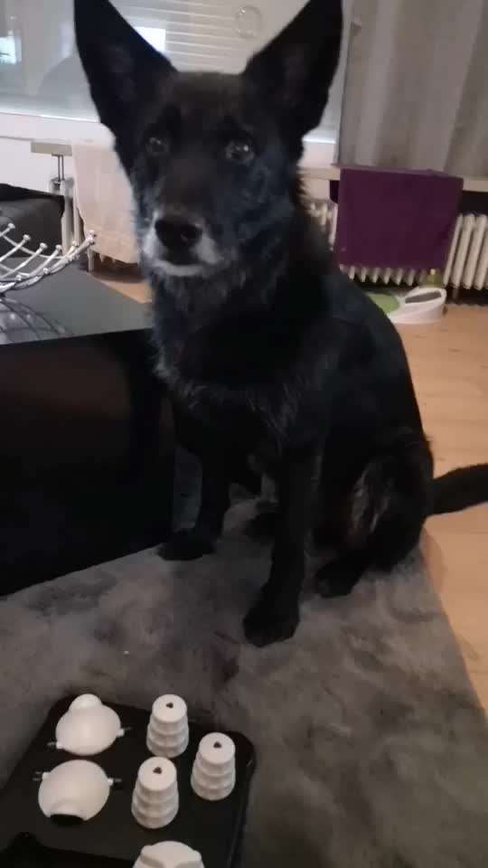 intelligenzspielzeug-Beitrag-Bild