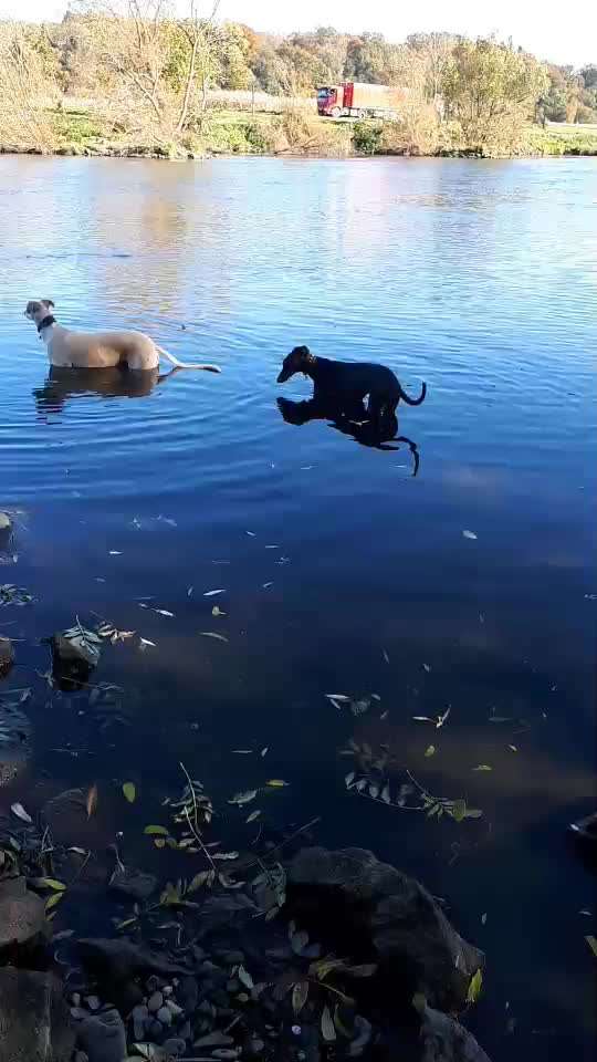 Windhunde - Treffen der besonderen Schönheiten
HERZLICH WILLKOMMEN-Beitrag-Bild