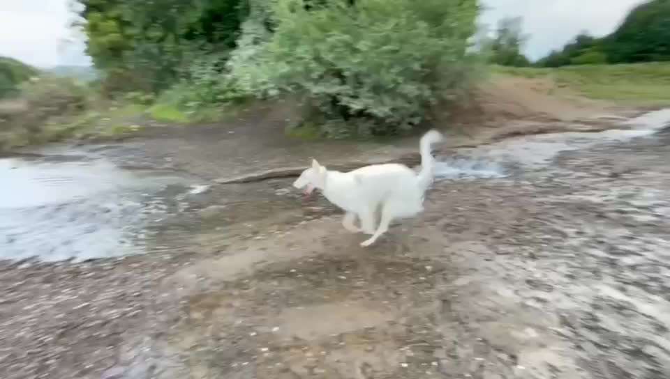 Windhunde - Treffen der besonderen Schönheiten
HERZLICH WILLKOMMEN-Beitrag-Bild