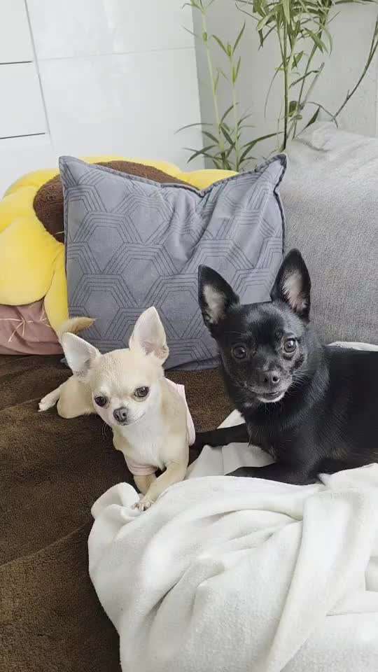 aktuelles Foto Gruppe Chihuahua