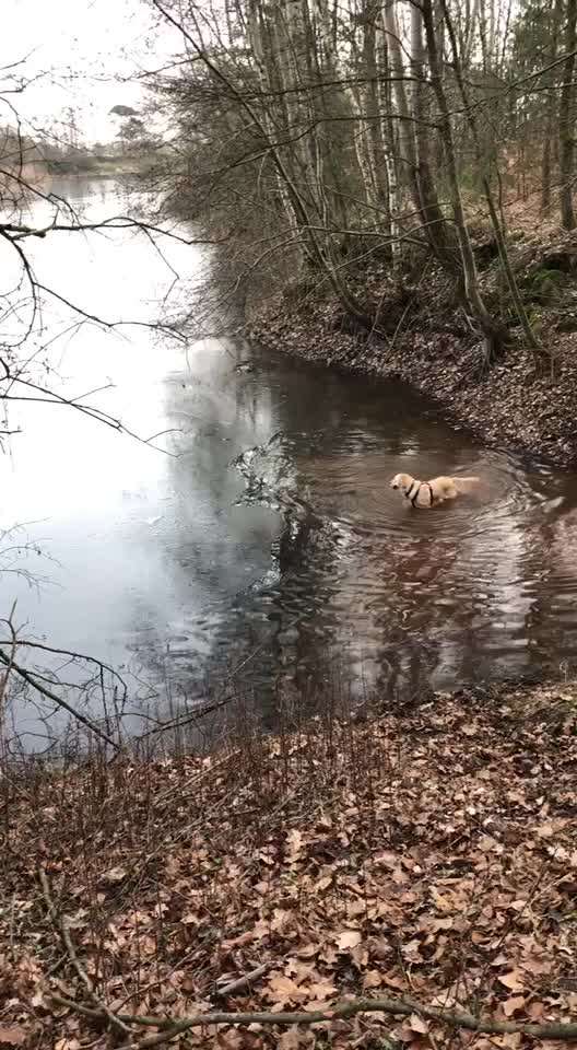 Schwimmen-Beitrag-Bild