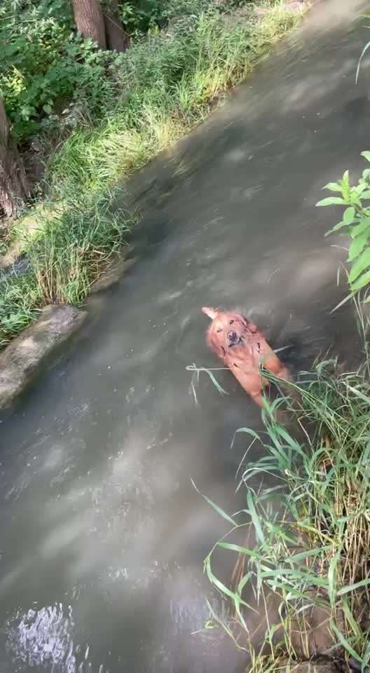 Sicheres Schwimmen mit Hund - Eure Erfahrungen und Tipps-Beitrag-Bild