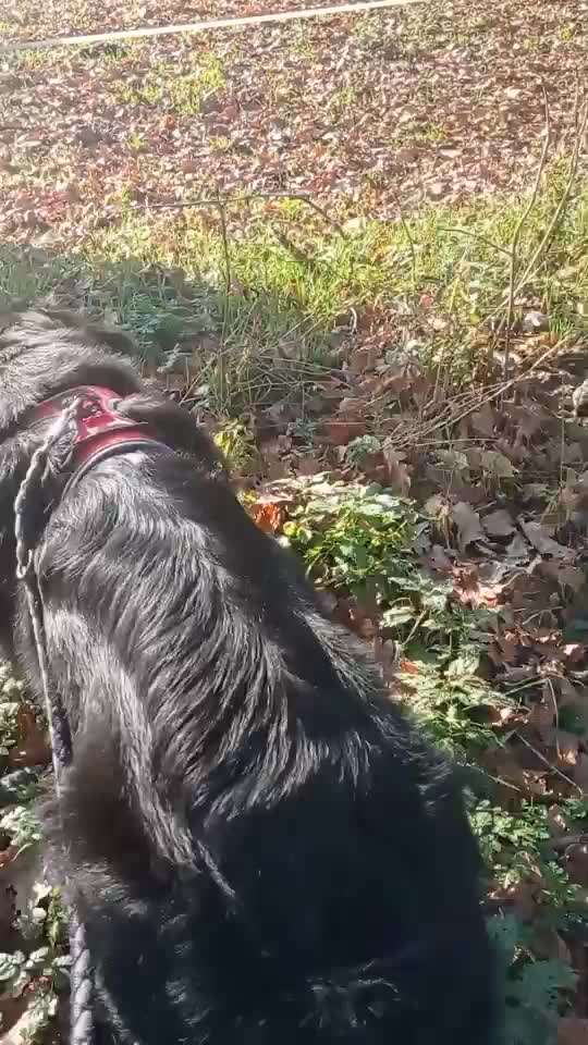 Pferde und hunde-Beitrag-Bild