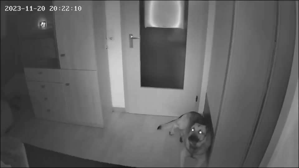 Überwachungscamera für Wohnung mit Hund-Beitrag-Bild