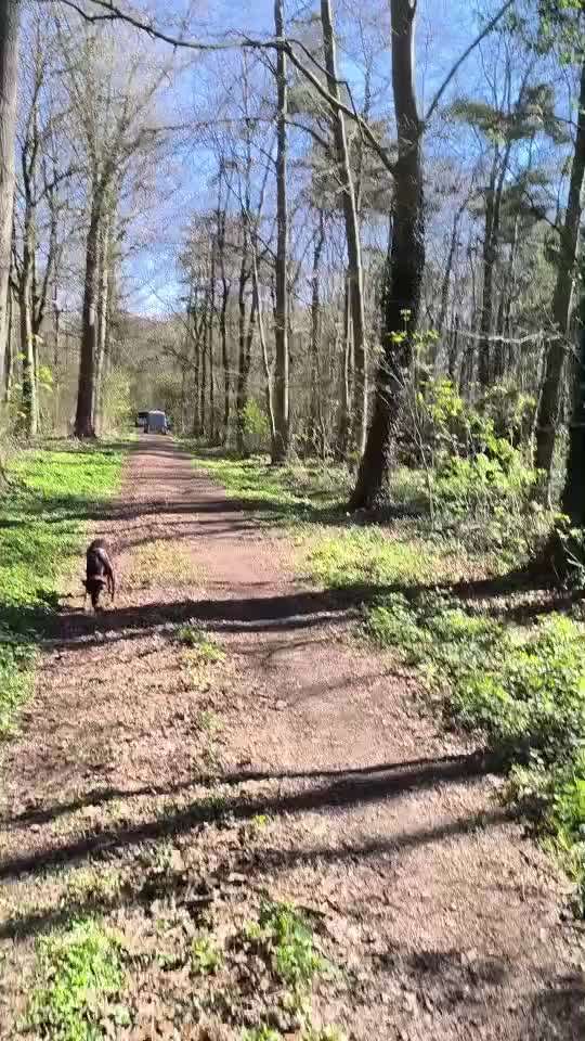 Leinenpflicht – nervige Einschränkung oder sinnvoller Schutz?-Beitrag-Bild