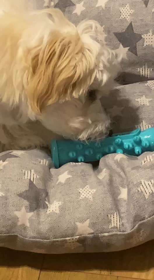 Hund schluckt Kauartikel im Ganzen runter-Beitrag-Bild