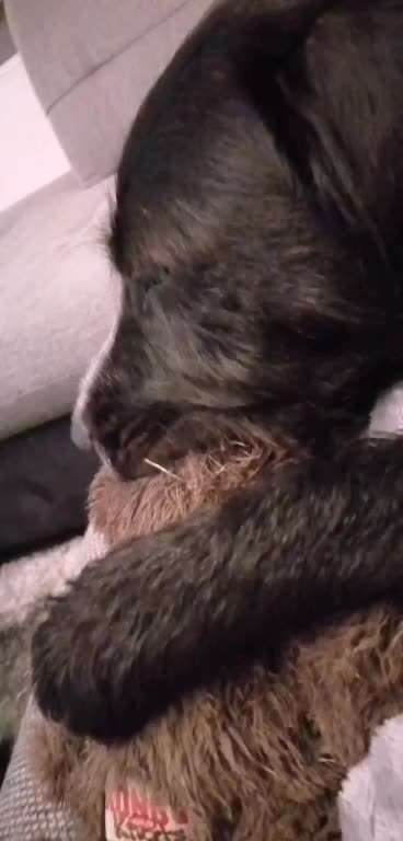 Hund nuckelt-Beitrag-Bild