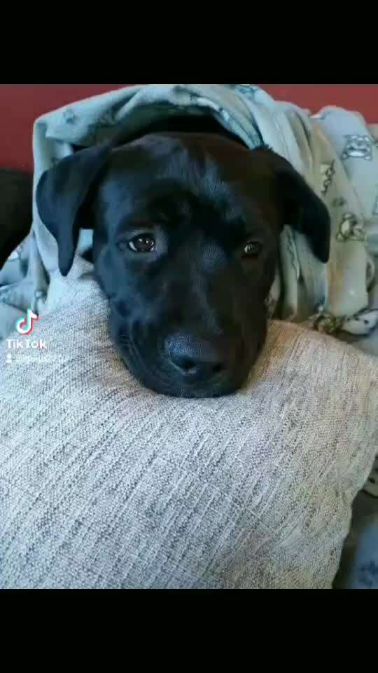 Zeigt hier Euer liebstes Video Eurer Hunde-Beitrag-Bild