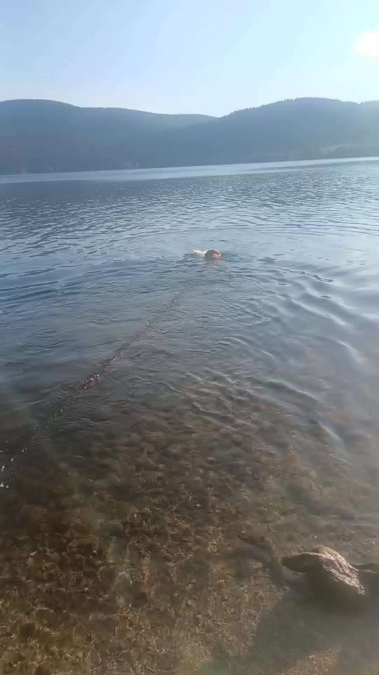 aktuelles Foto Gruppe Golden Retriever