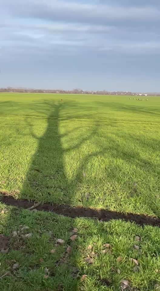Rückruf aus dem (Weg)Laufen-Beitrag-Bild