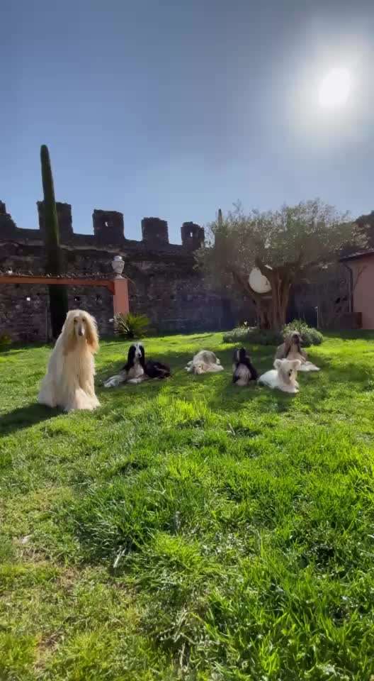 Windhunde - Treffen der besonderen Schönheiten
HERZLICH WILLKOMMEN-Beitrag-Bild