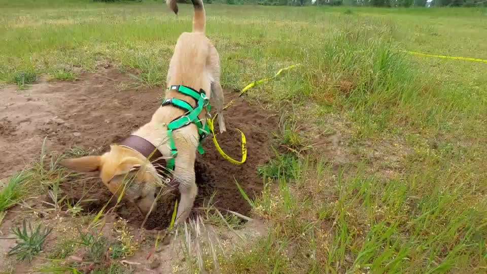TierschutzhundeStammtisch🐕-Beitrag-Bild