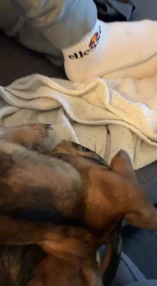 Hinterbeine beißen - Zahnen-Beitrag-Bild