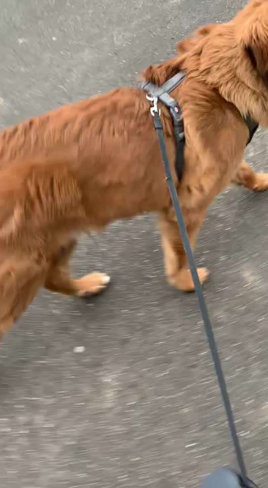 Junghund humpelt-Beitrag-Bild