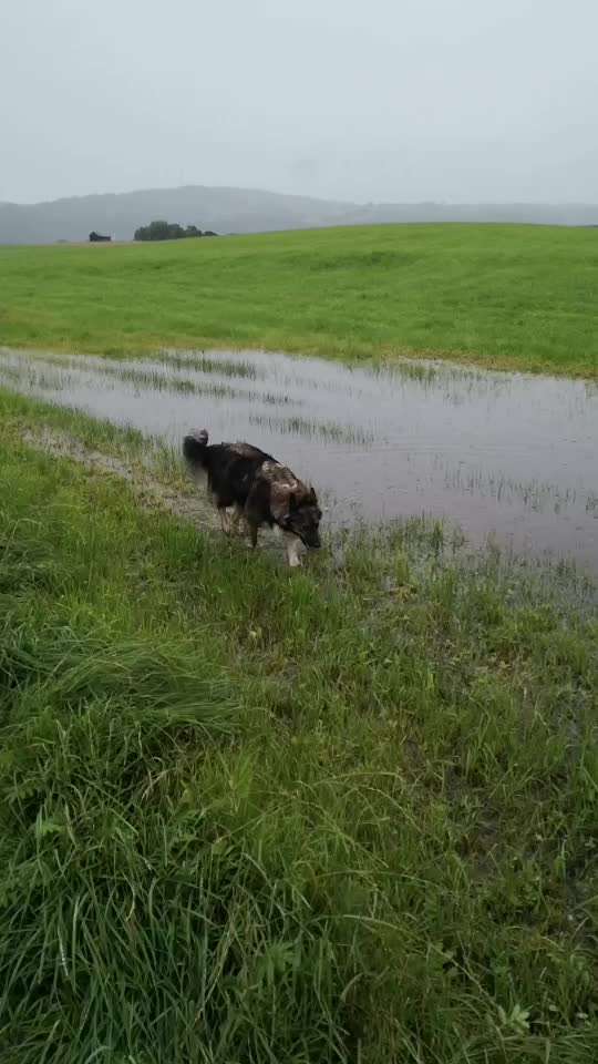 Weißer Schweizer Schäferhund-Beitrag-Bild
