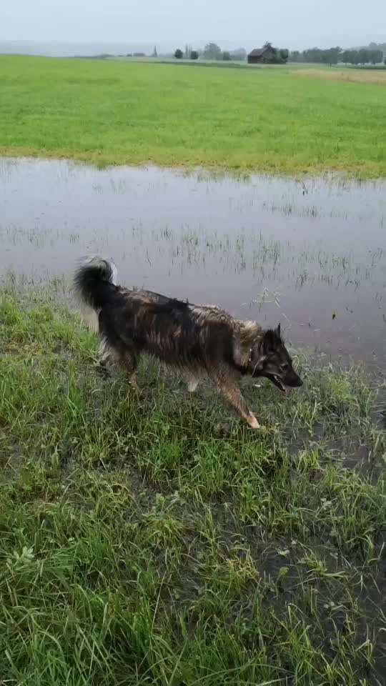 Die Dogorama Wochen Challenge: “Regenspaziergänge"-Beitrag-Bild