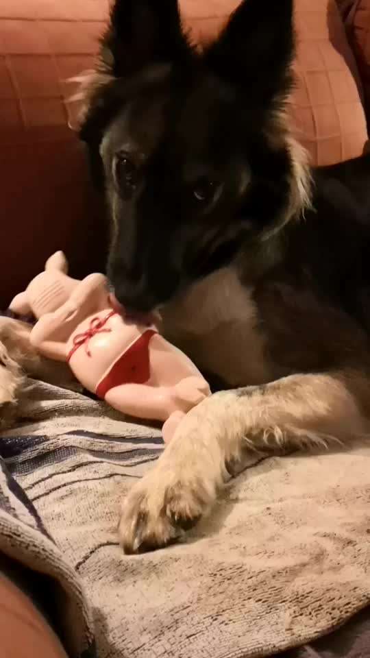 Die Dogorama Wochen Challenge-Beitrag-Bild