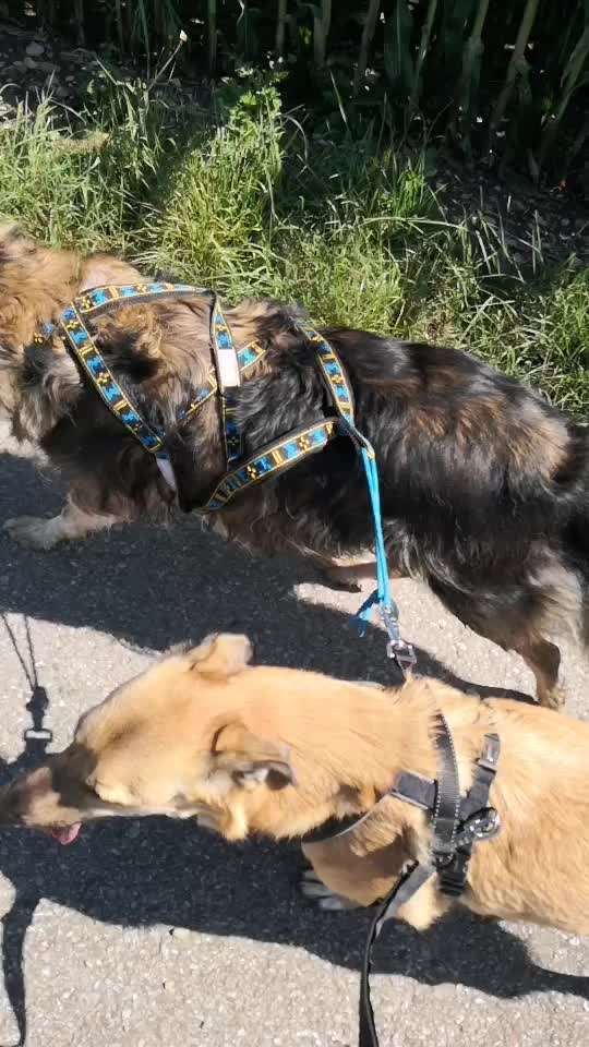 Welches Geschirr ist am besten für das Fahrrad fahren geeignet?-Beitrag-Bild