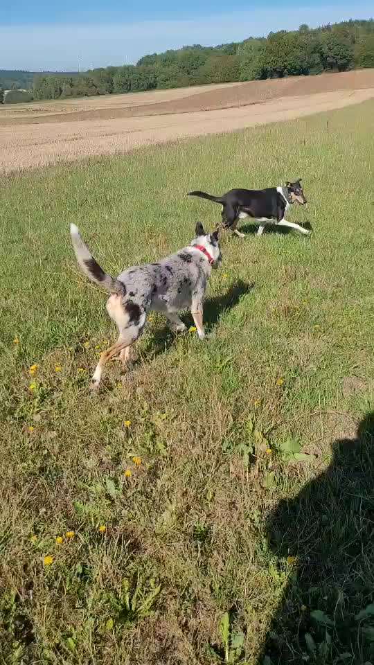 Collies -wo seid ihr?-Beitrag-Bild