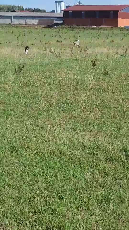 Collies -wo seid ihr?-Beitrag-Bild