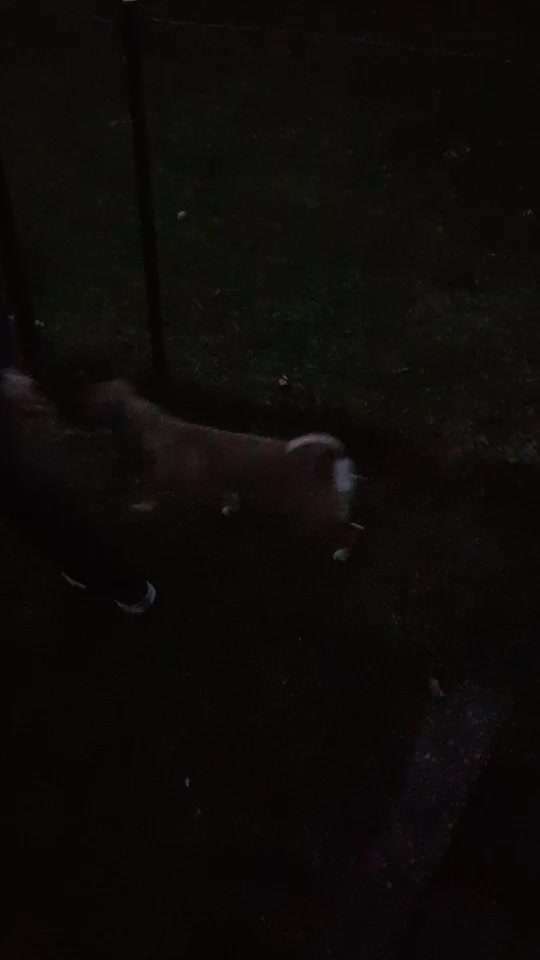 Gibt es Agility Fans unter uns ?-Beitrag-Bild