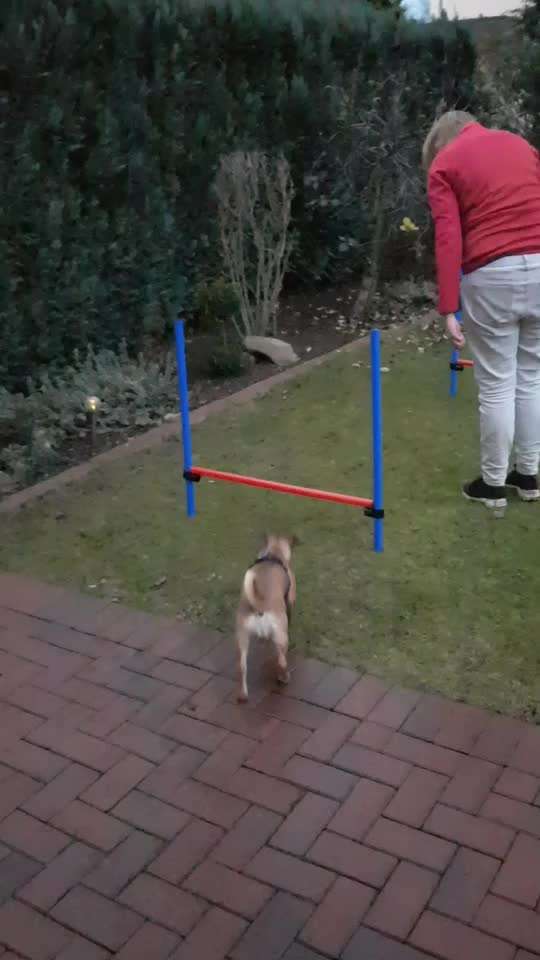 Gibt es Agility Fans unter uns ?-Beitrag-Bild