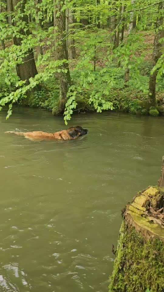 Leonberger-Beitrag-Bild