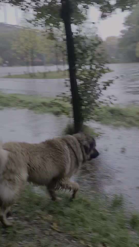 Leonberger-Beitrag-Bild