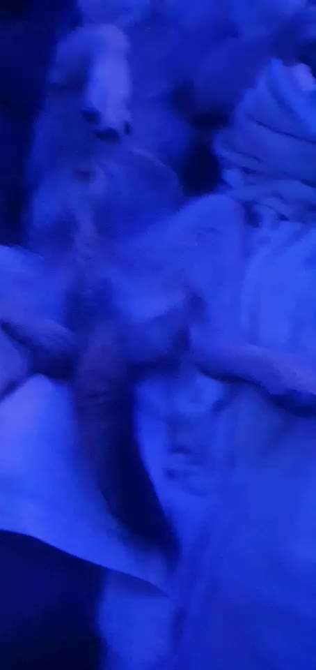 Die Dogorama Wochen Challenge-Beitrag-Bild