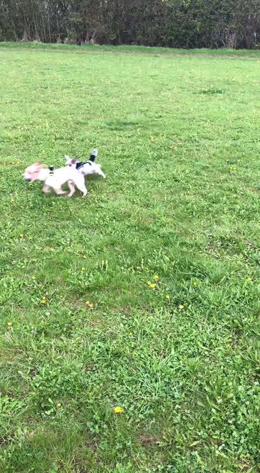 Die Dogorama Wochen Challenge-Beitrag-Bild