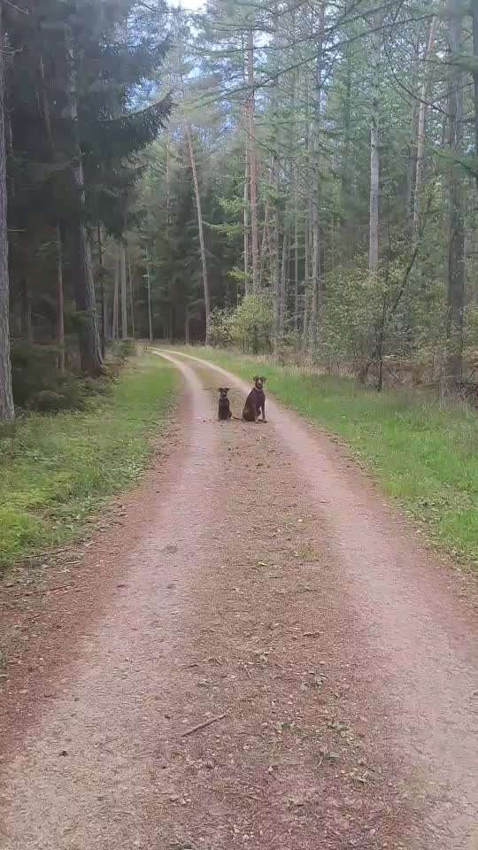 Impulskontrolle-Challenge Nr. 2: Vorbei laufen-Beitrag-Bild