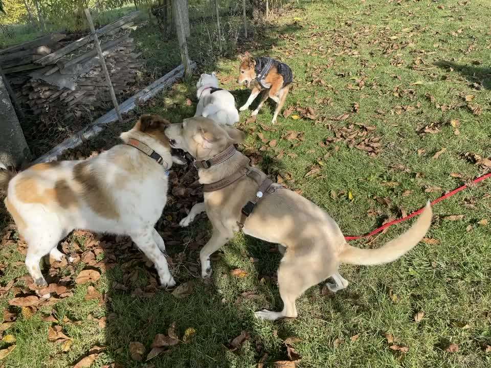 Aggresives Verhalten gegenüber meinem Hund-Beitrag-Bild