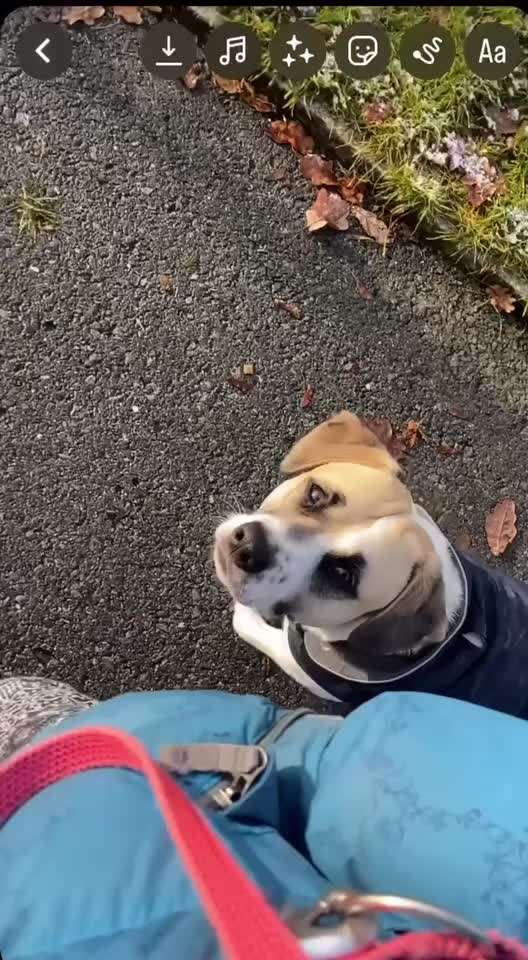 TierschutzhundeStammtisch🐕-Beitrag-Bild