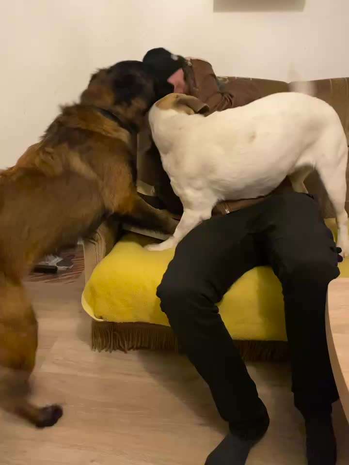 Video Challenge Nr. 12
Ein glücklicher Hund-Beitrag-Bild