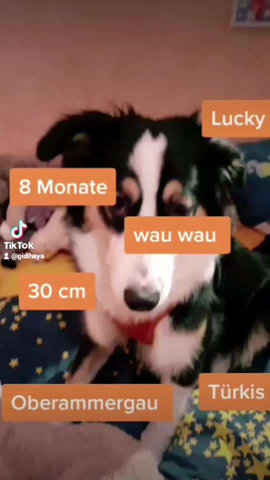 Wo sind die Aussies??-Beitrag-Bild