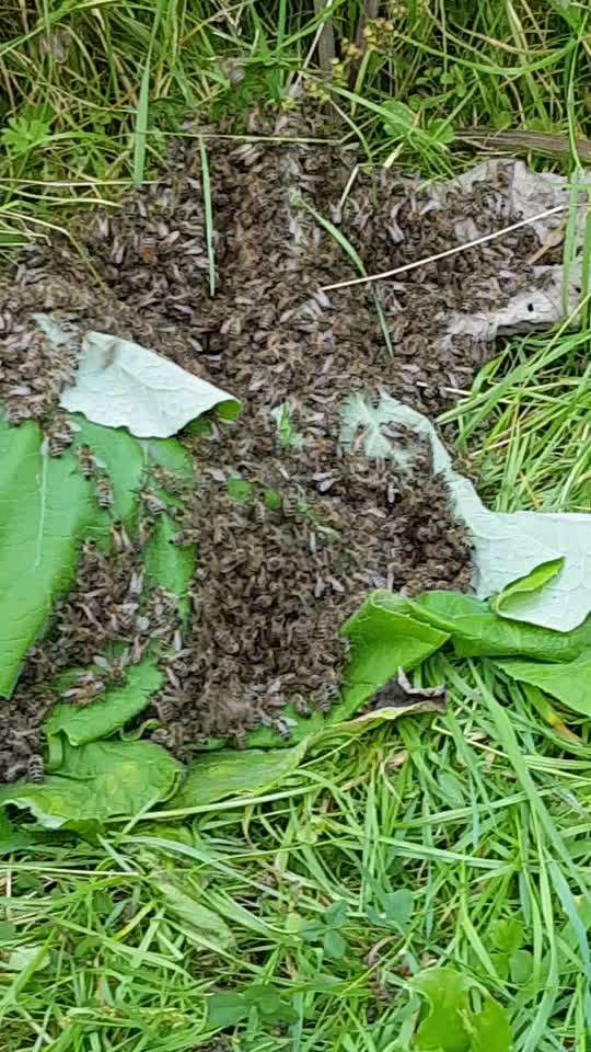 Die wunderschöne Welt mit Hund.-Beitrag-Bild