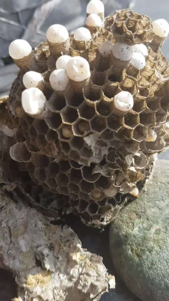 Die wunderschöne Welt mit Hund.-Beitrag-Bild