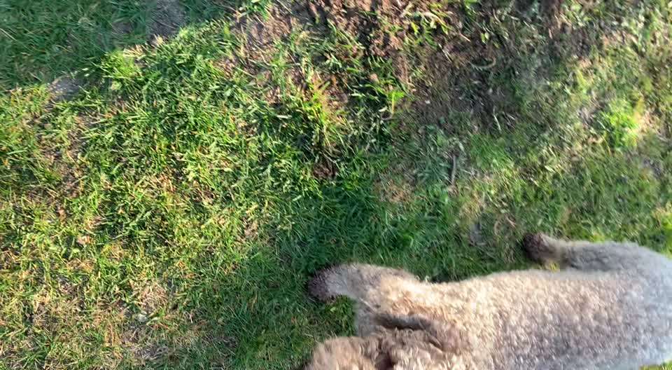 Heute gibt es.....der "ich mach die Leckerlis-Selber-Thread"-Beitrag-Bild