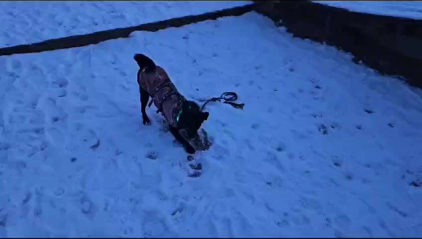 TierschutzhundeStammtisch🐕-Beitrag-Bild