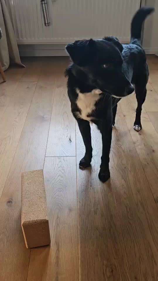 Trick- Challenge Nr. 32 " Etwas Umschmeissen mit der Pfote":-Beitrag-Bild