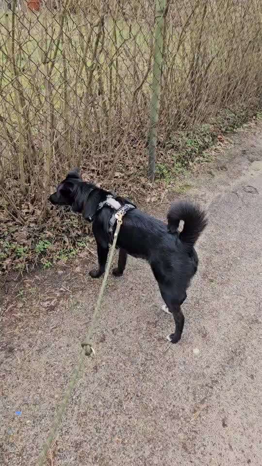 TierschutzhundeStammtisch🐕-Beitrag-Bild