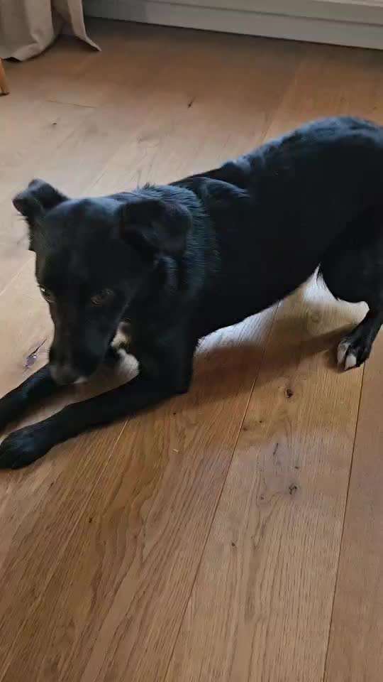 Trick- Challenge Nr. 32 " Etwas Umschmeissen mit der Pfote":-Beitrag-Bild