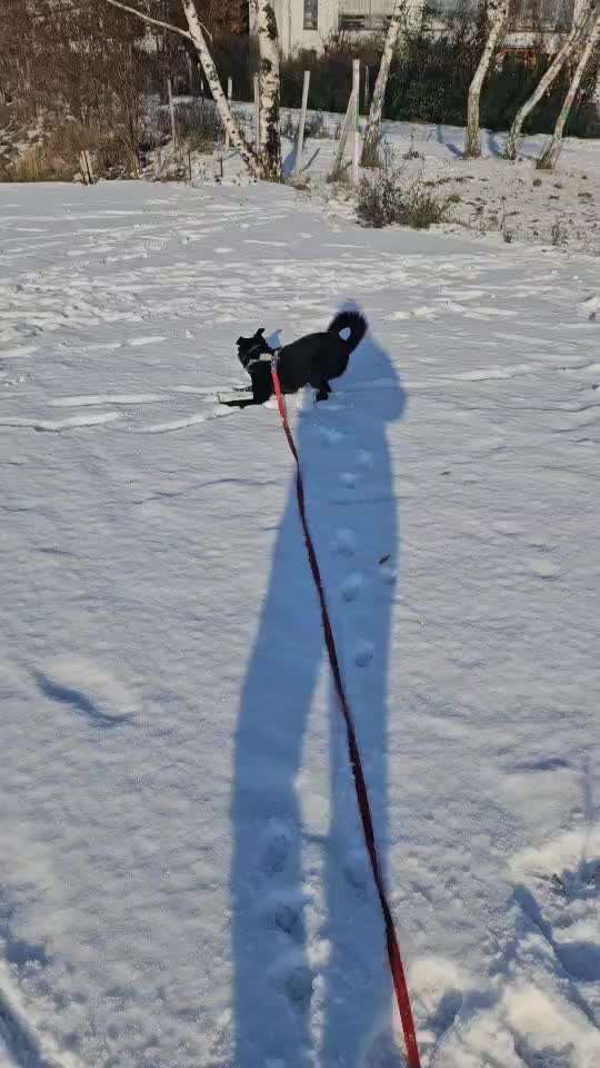 TierschutzhundeStammtisch🐕-Beitrag-Bild