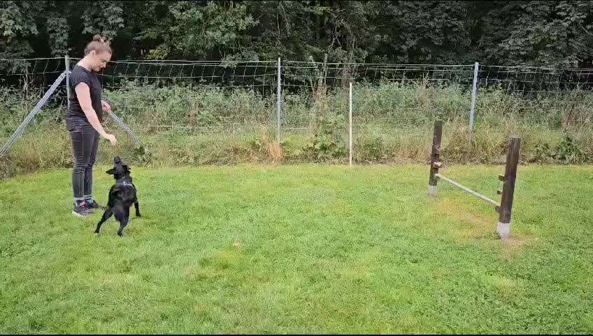TierschutzhundeStammtisch🐕-Beitrag-Bild