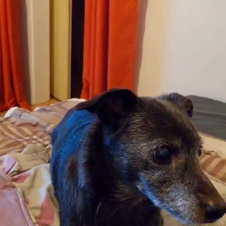 Video Challenge Nr.11 - Kommunikation/ Gespräche zwischen euch und eurem Hund-Beitrag-Bild